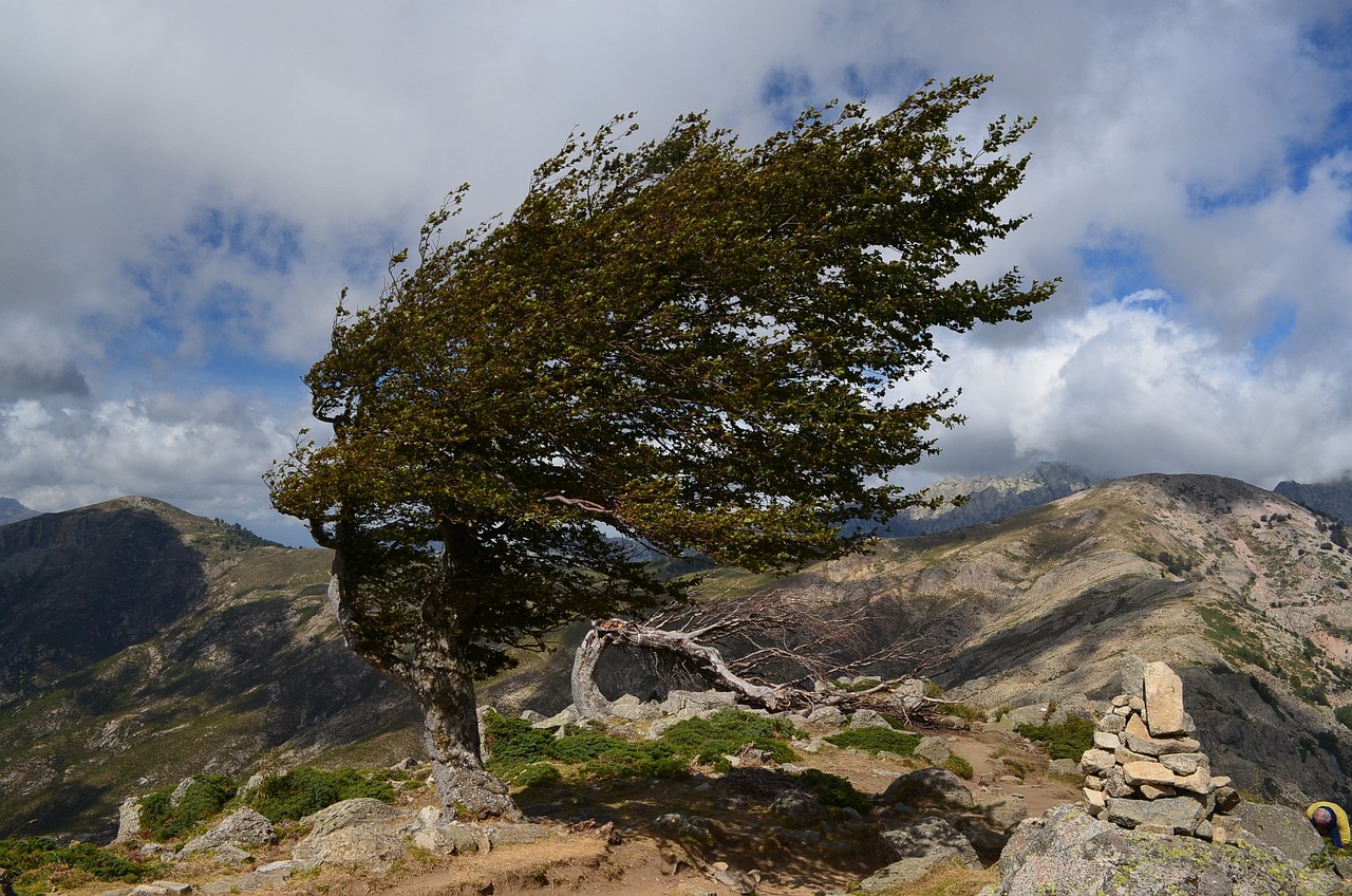 arbre dans le vent